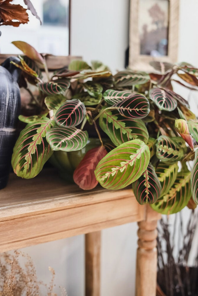 prayer plant on tabbe