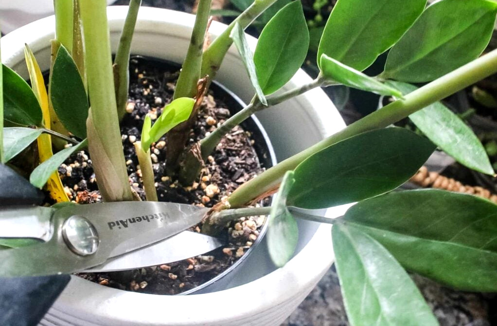 propagating ZZ Plant