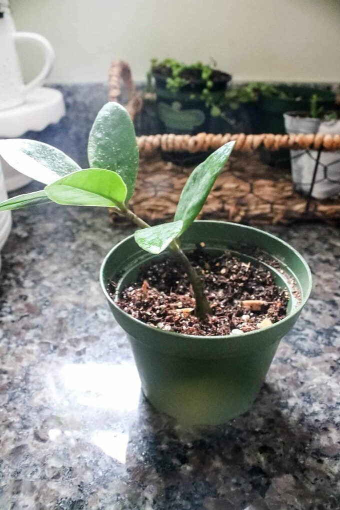 zz plant cutting