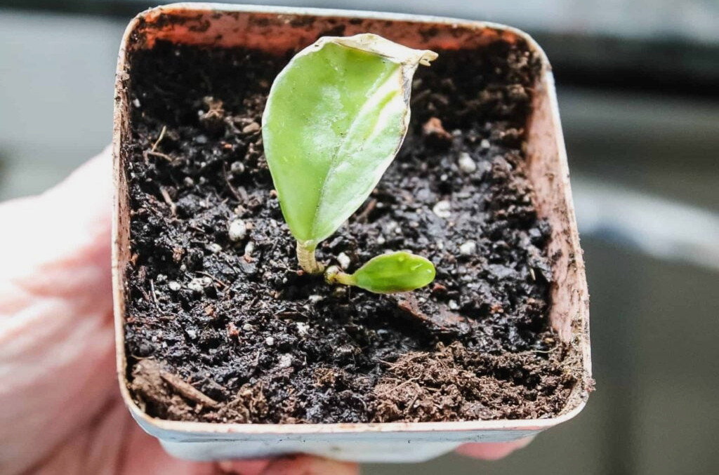 plant propagation- Hoya plant