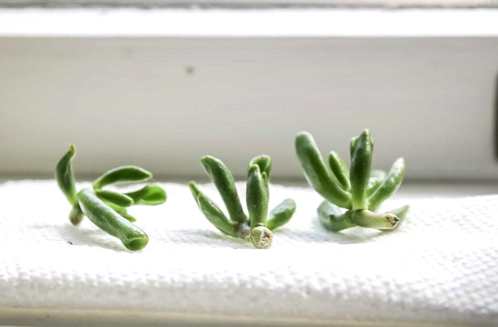 propagating succulents