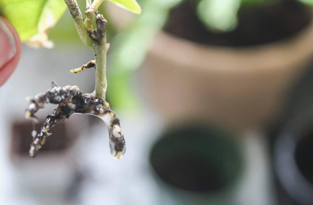 propagating Hoya plant