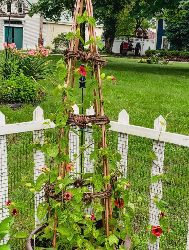 flowering planter with trellis