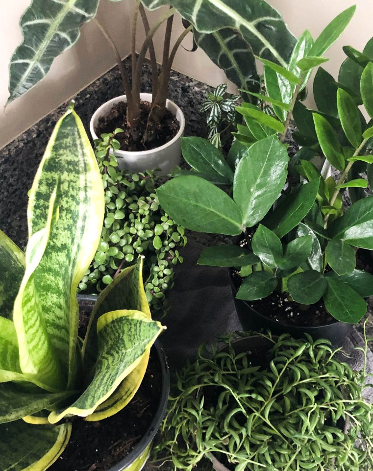 plants