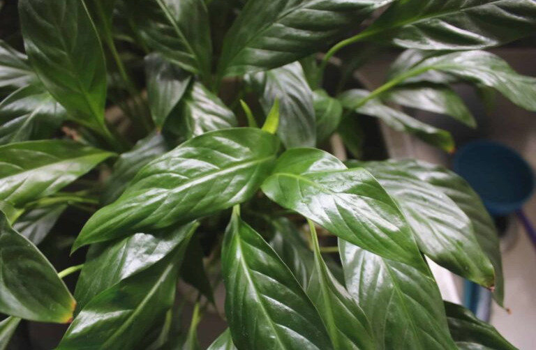 Peace Lily