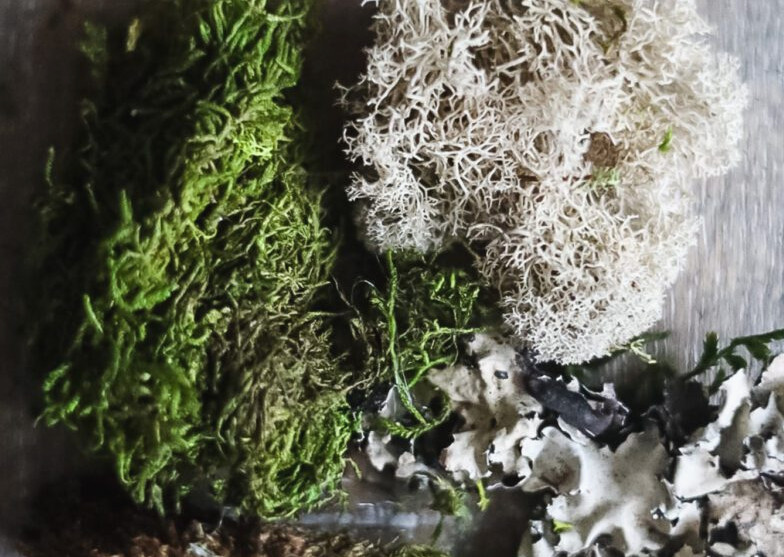 different types of moss on table