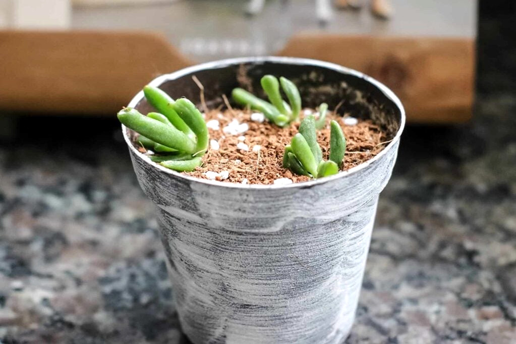 propagating finger jade plant