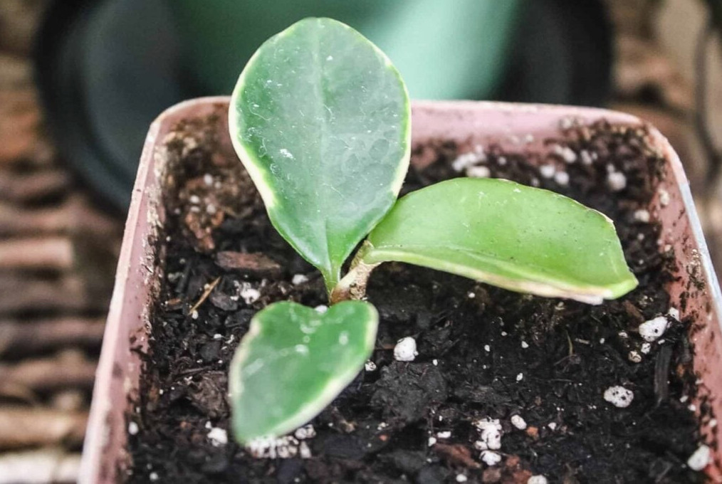Hoya Plant Propagation