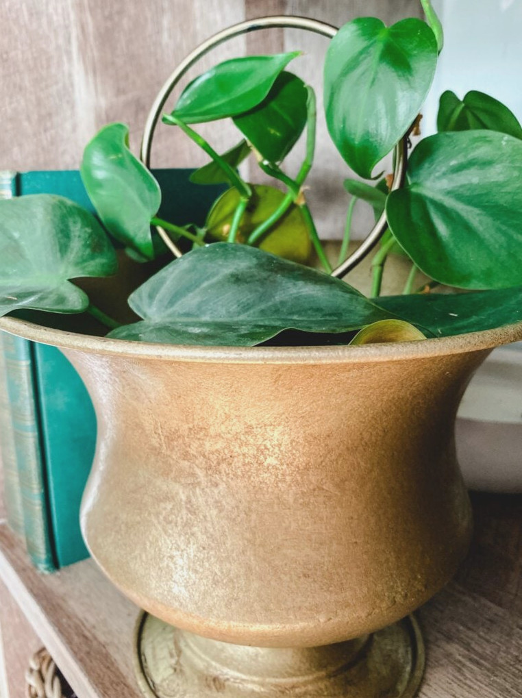 pothos in a brass pot