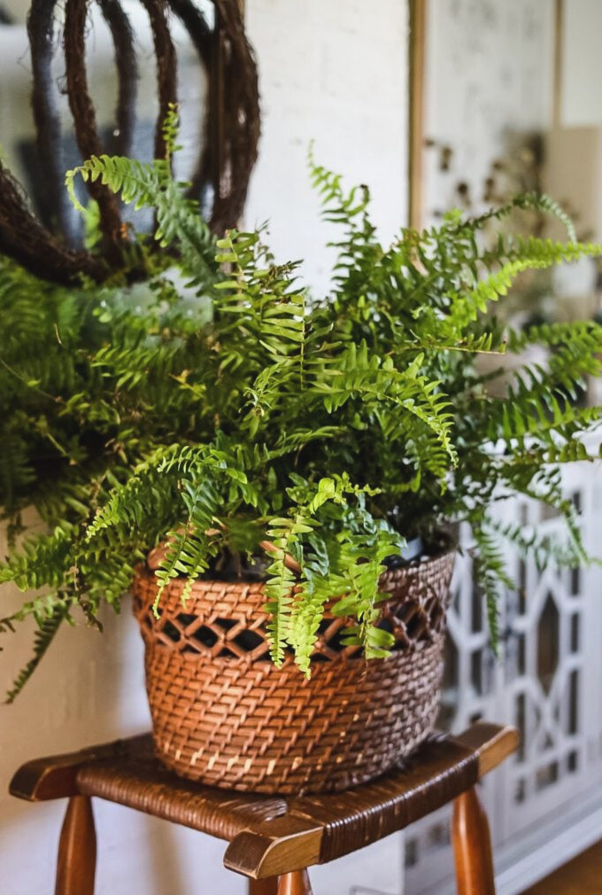 boston fern in basket