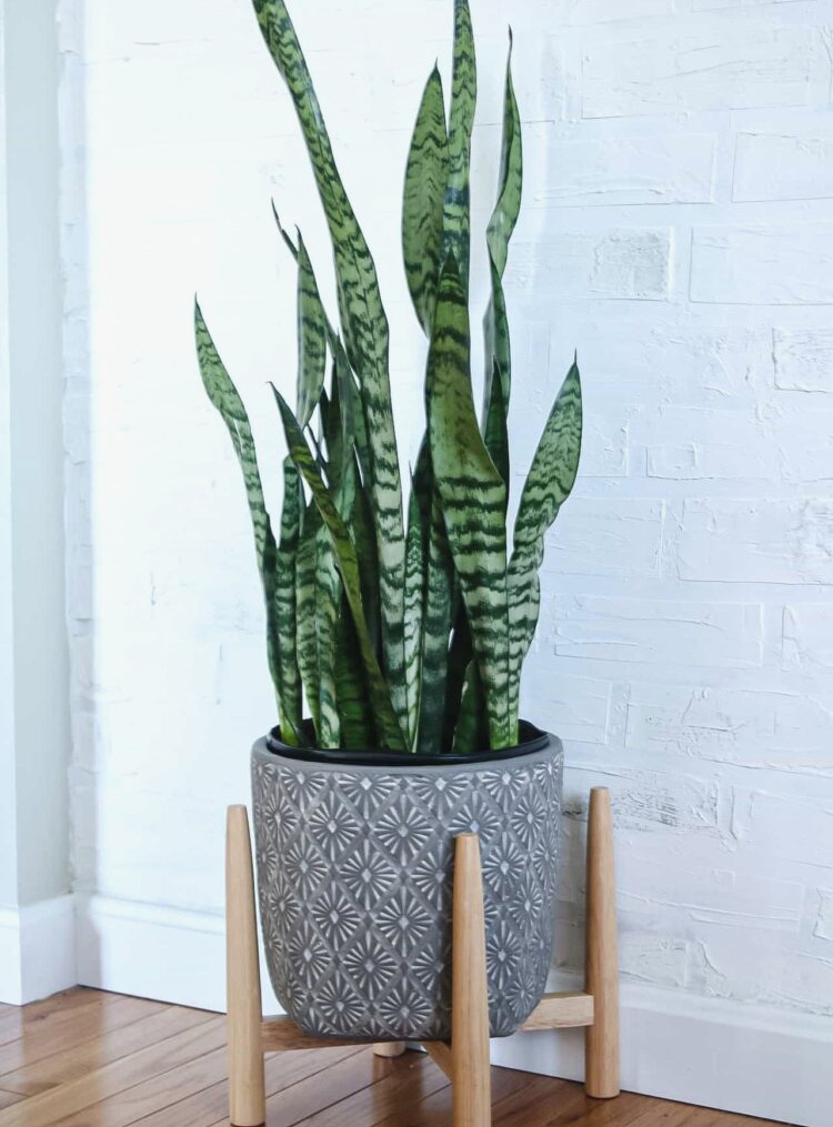Snake Plant