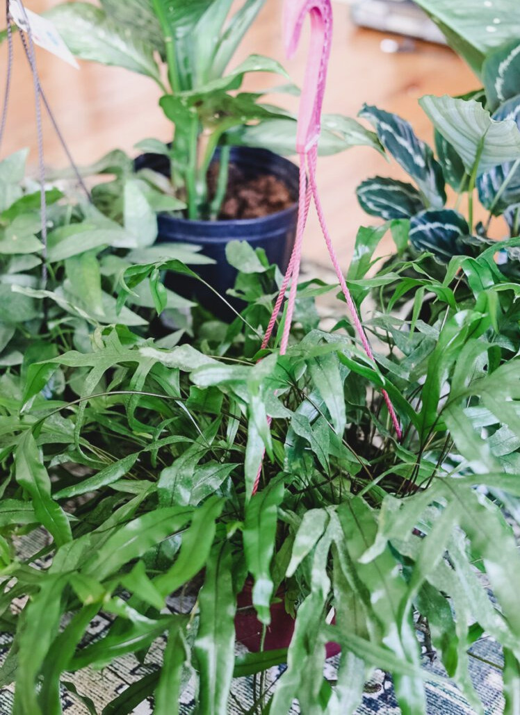 lowe's houseplants