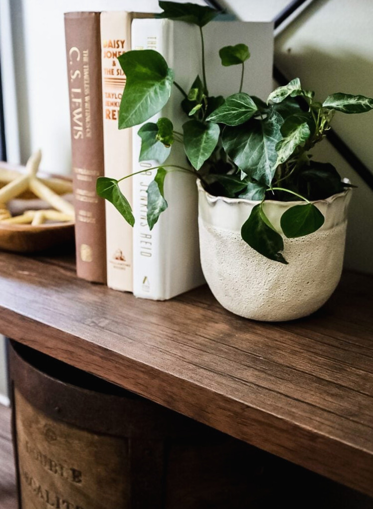 books and a plant on a bookshelf