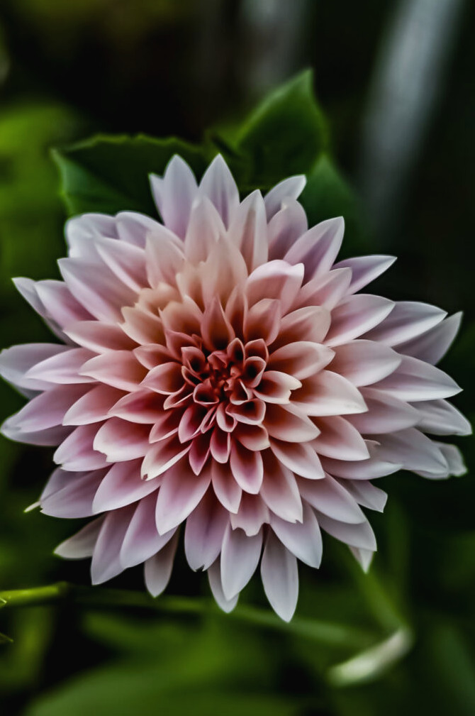 cafe au lait dahlia in bloom