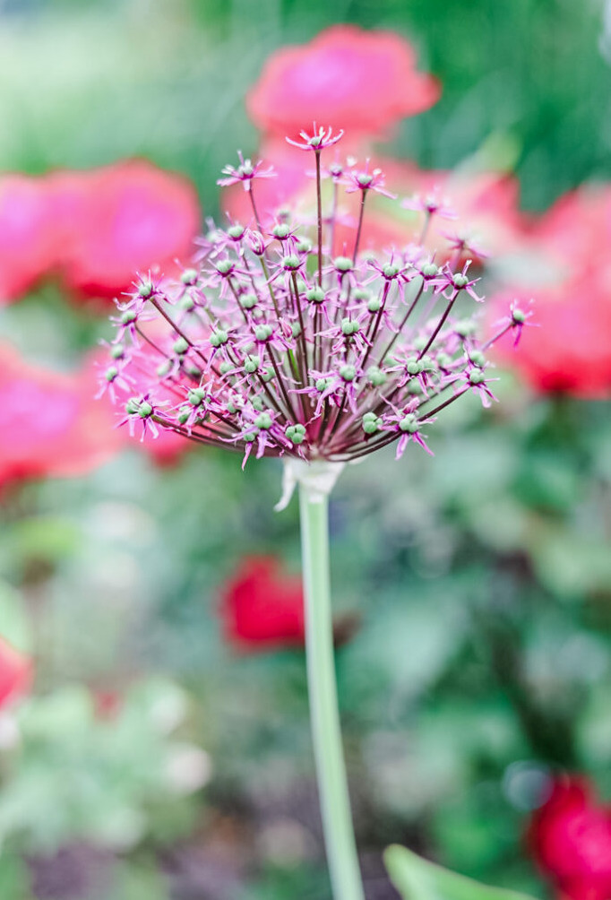 allium flower