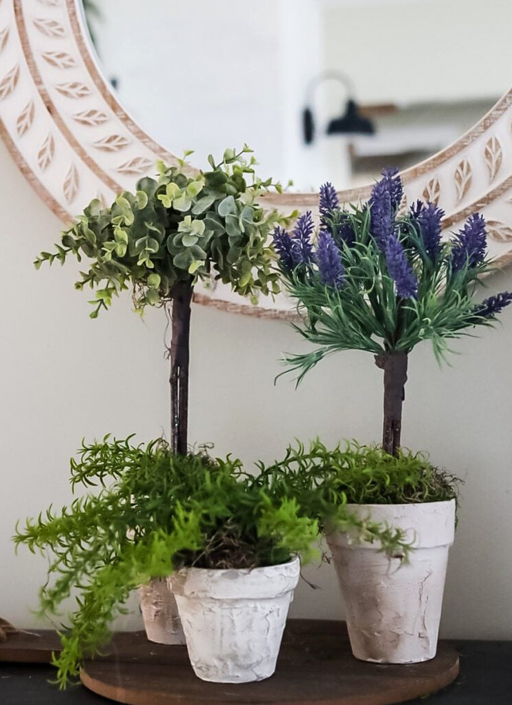 lavender topiary and boxwood topiary