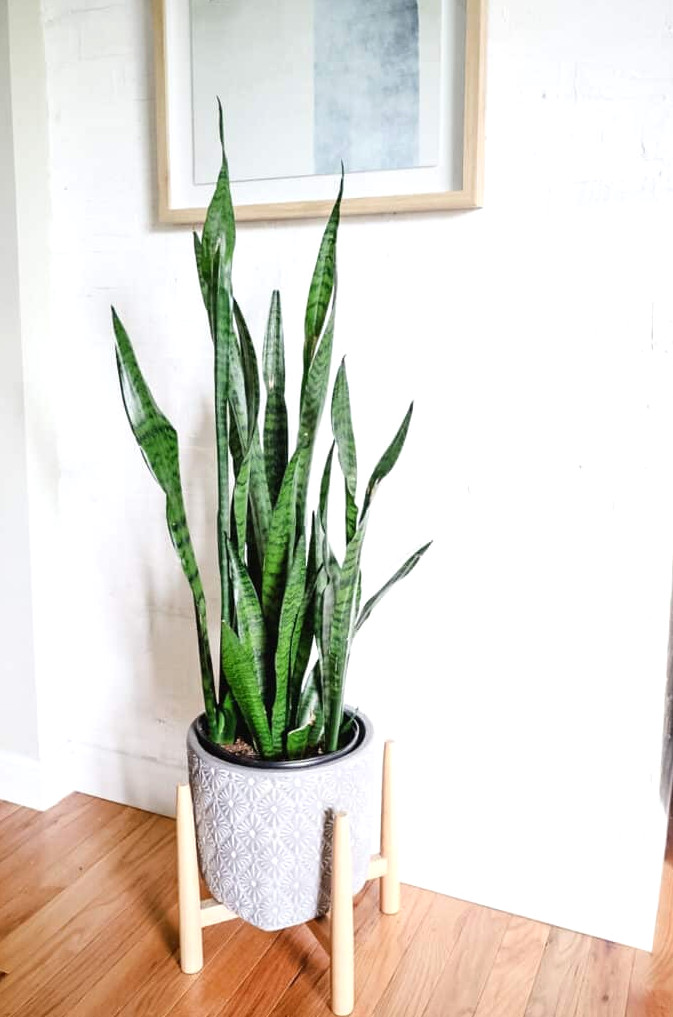 snake plant