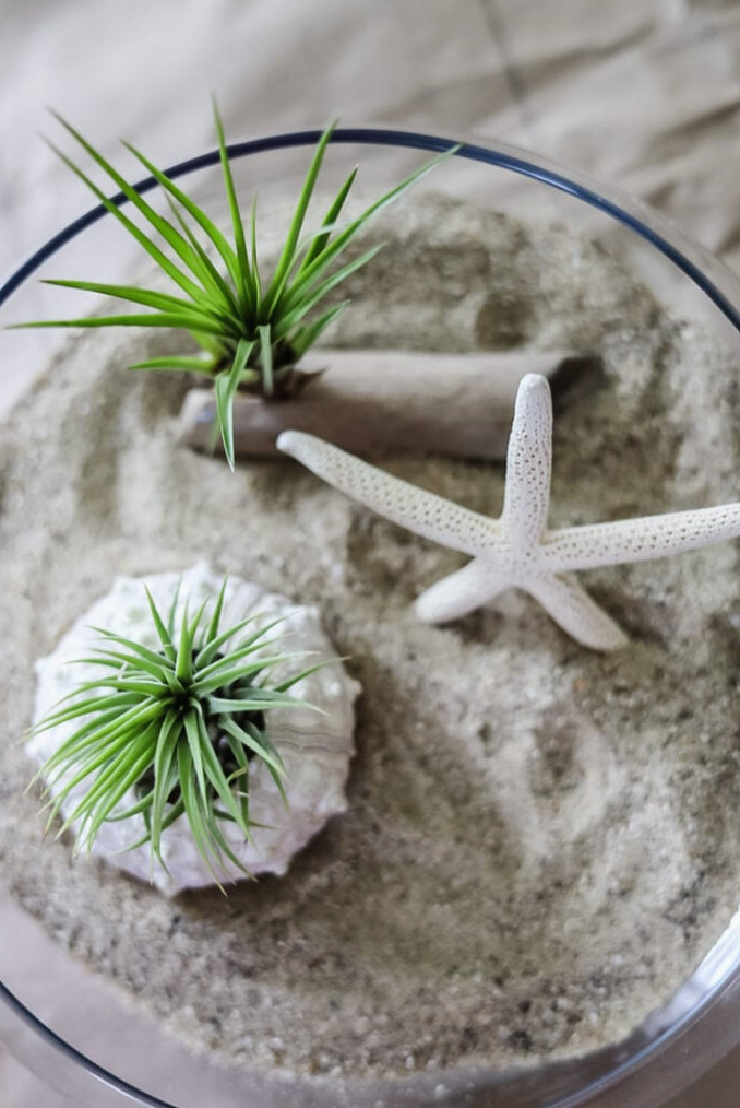 making a terrarium with shells