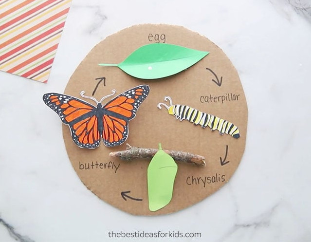 Free Printable Butterfly Life Cycle Craft