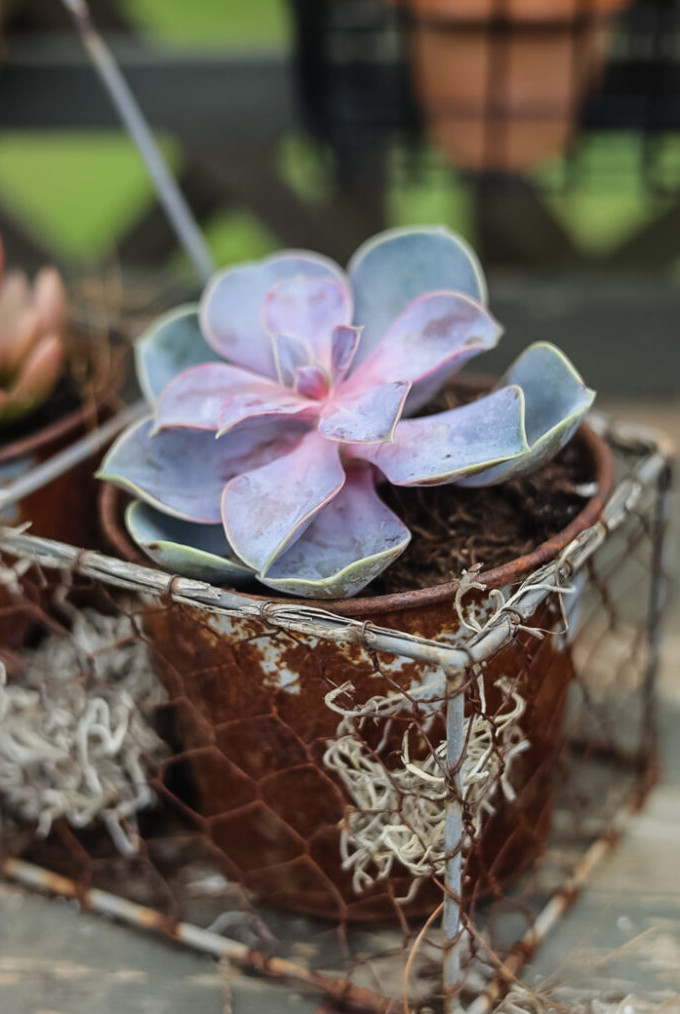 pink echeveria