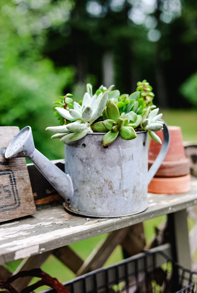 watering can filled with succulents