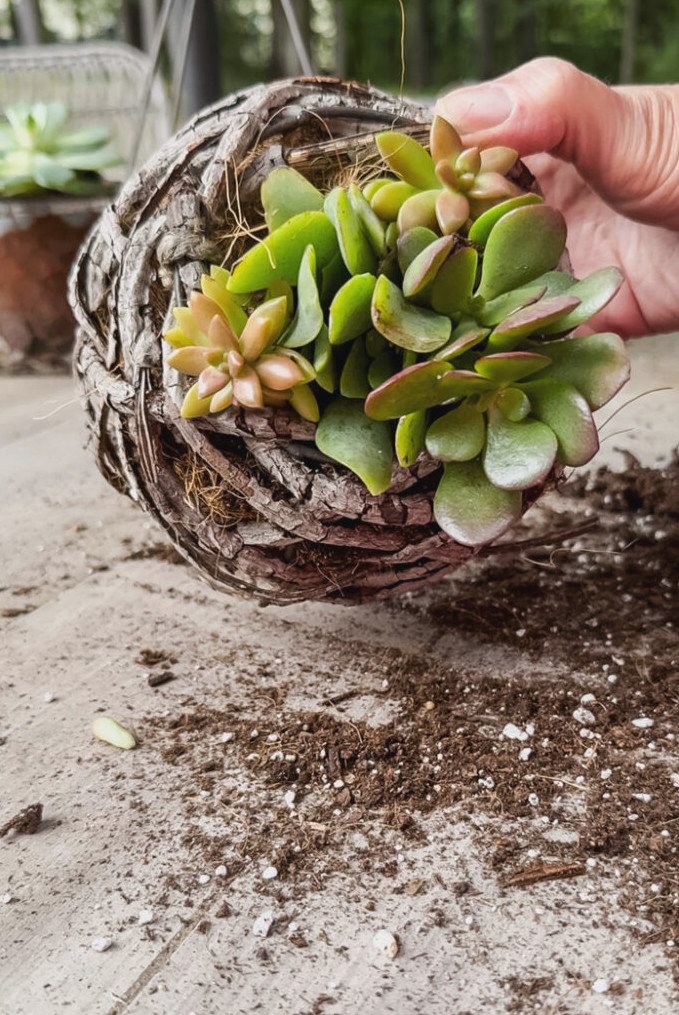 small succulent planter in a basket