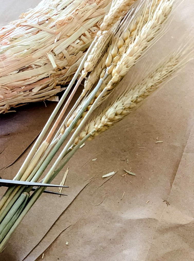 trimming dried wheat stems