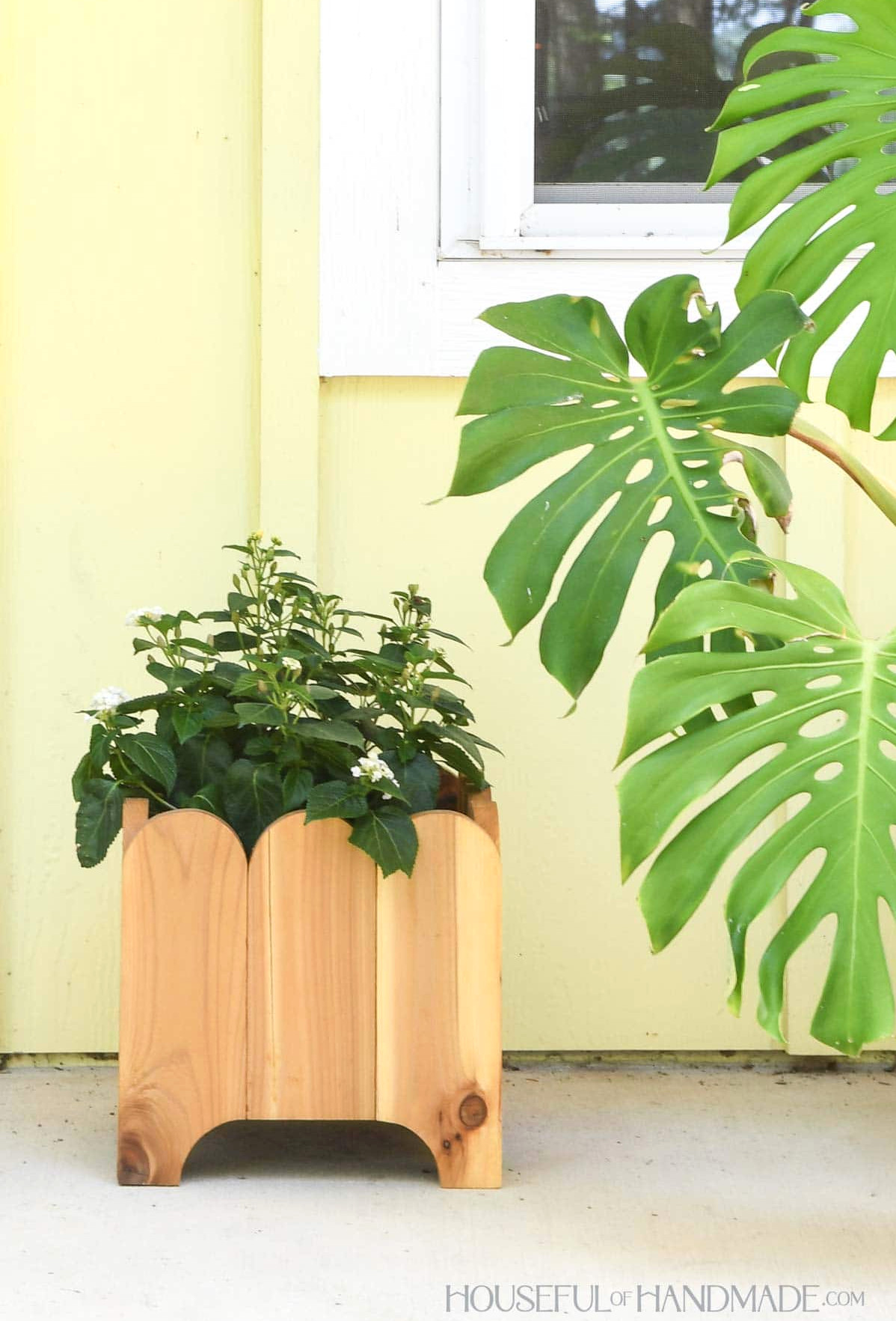 Cedar wood planter with scalloped detail on top and curved legs next to monstera plant. 