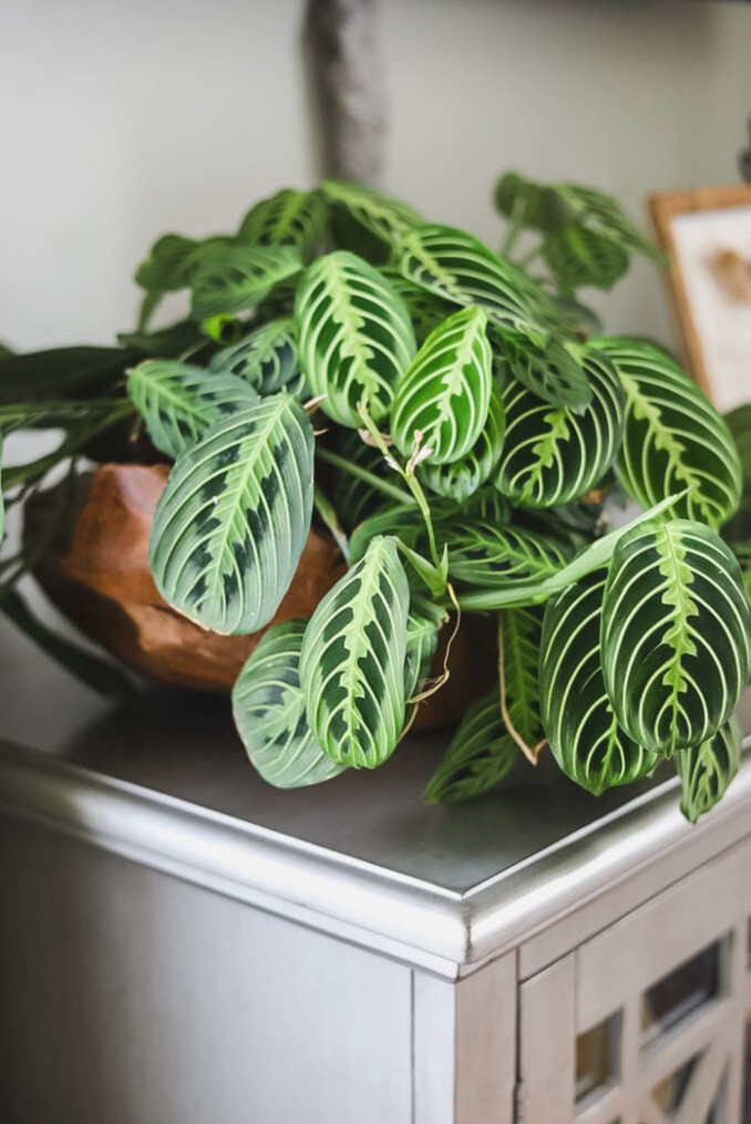 prayer plant on a console cabinet