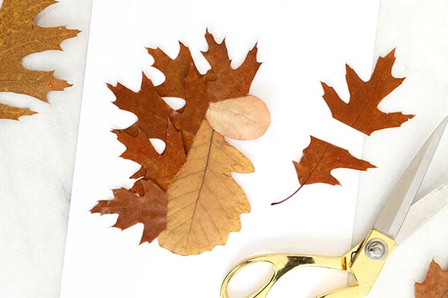 Cutting oak leaves for hedgehog spikes