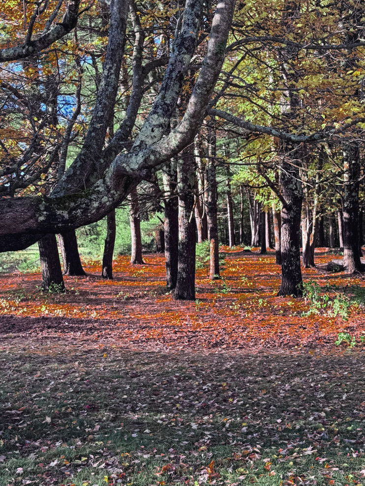 woods in new hampshire