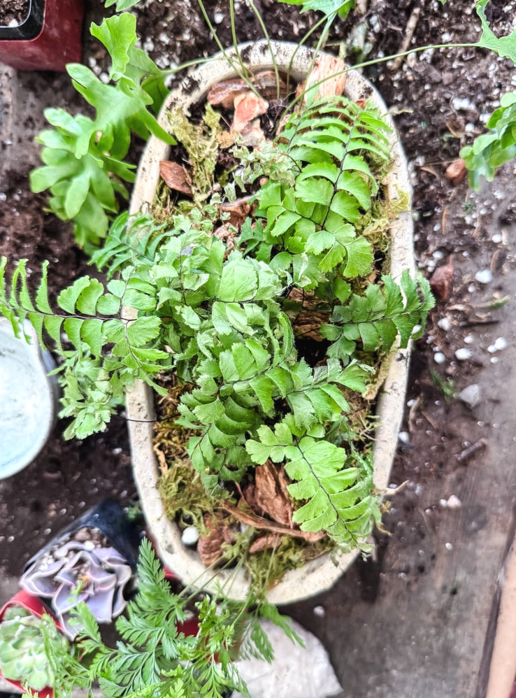 Ferns planted in a cement planter