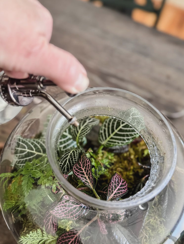 misting a terrarium