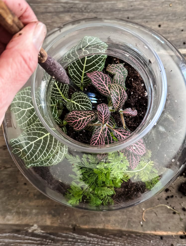 planting a terrarium