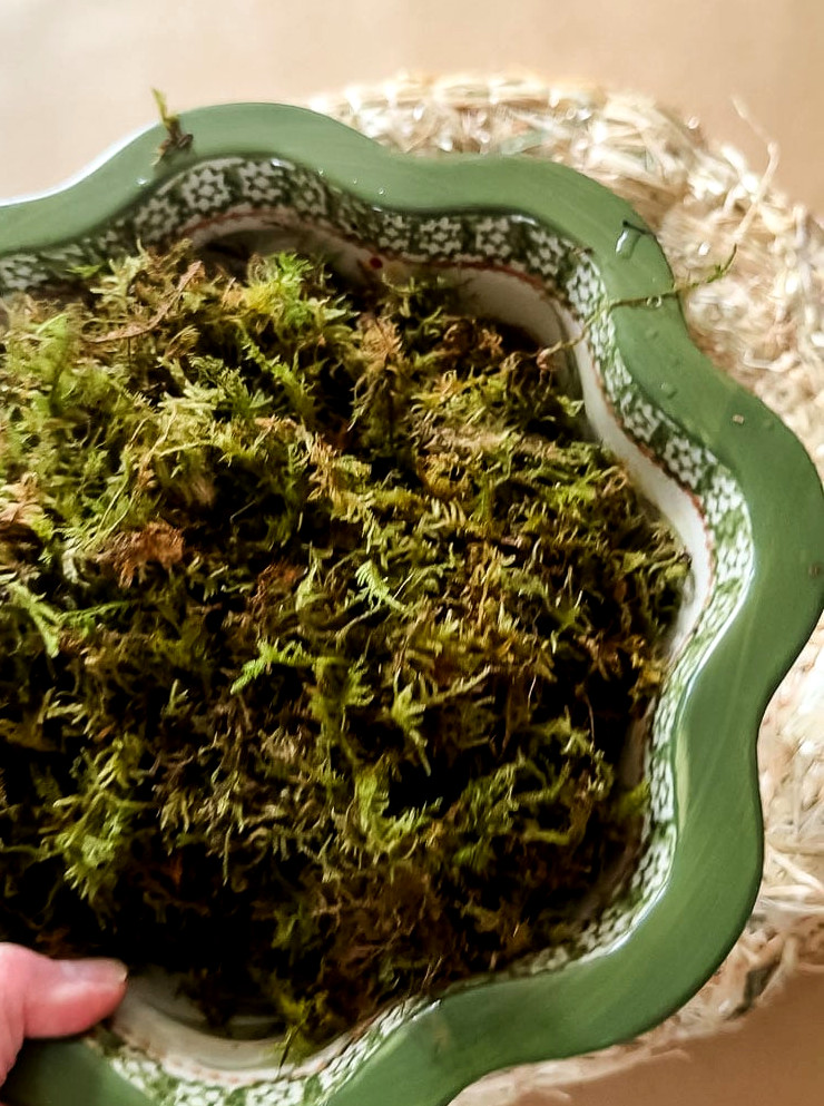 a bowl of moss