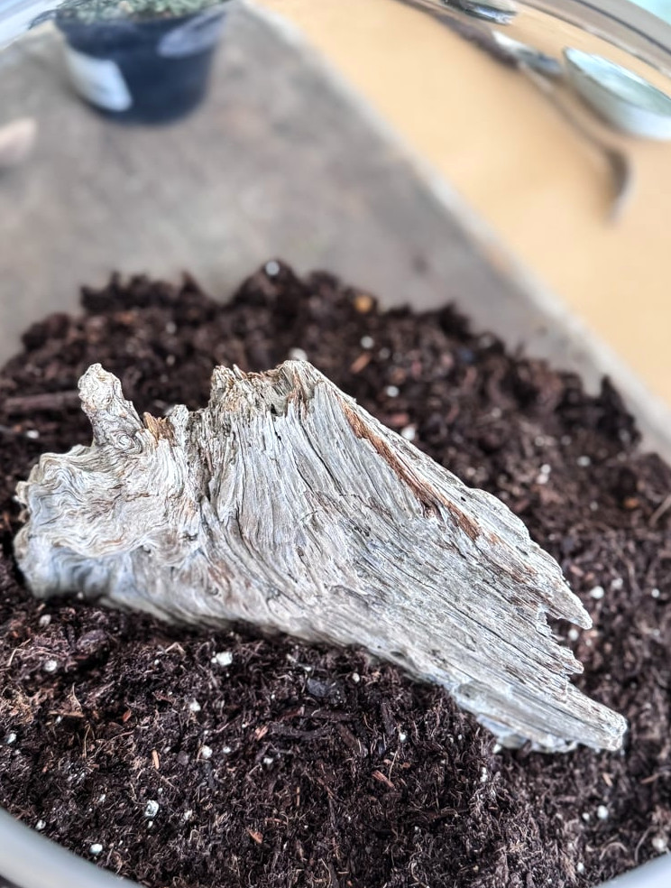 driftwood in a terrarium