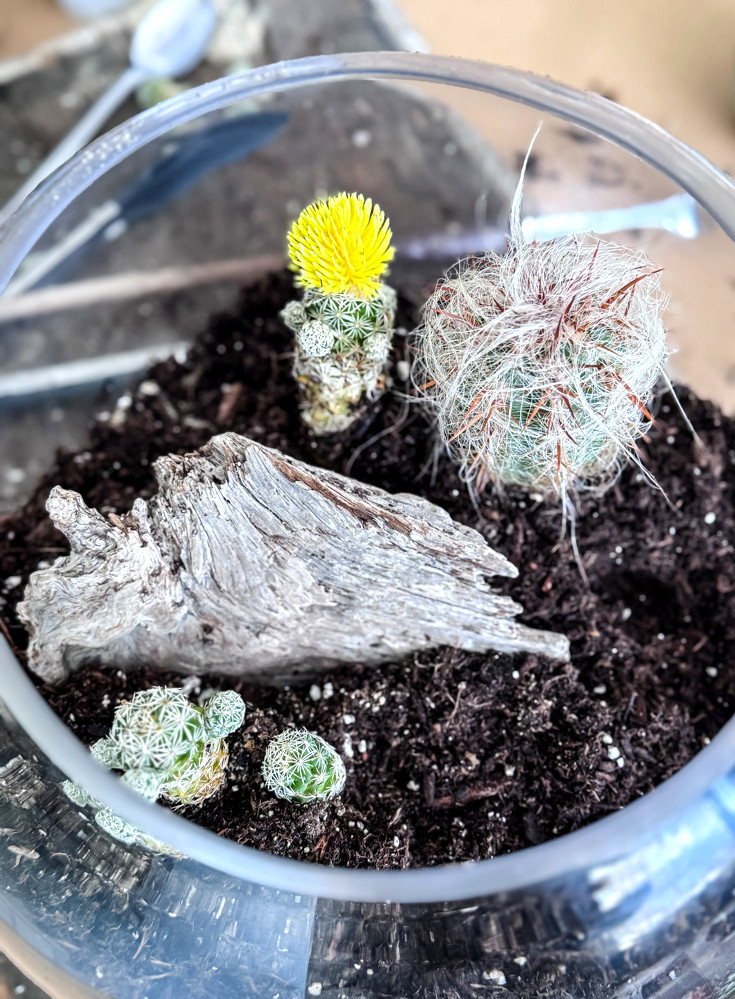 planting a cacti in a terrarium