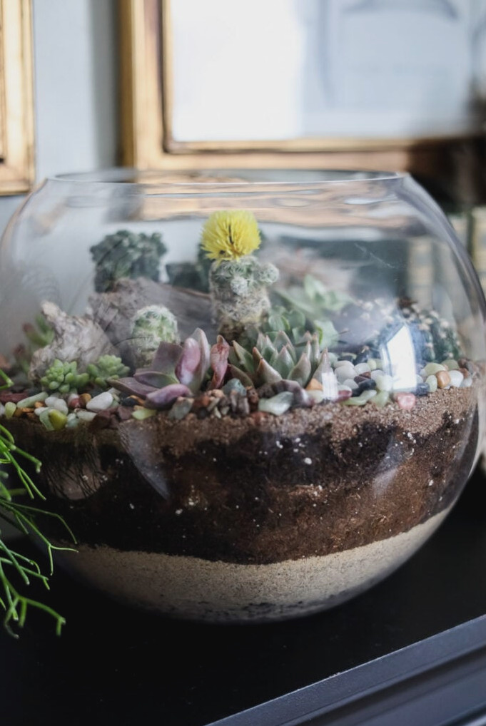 succulent & cacti terrarium bowl