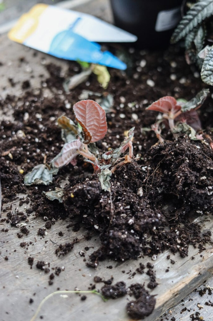 pilea plant