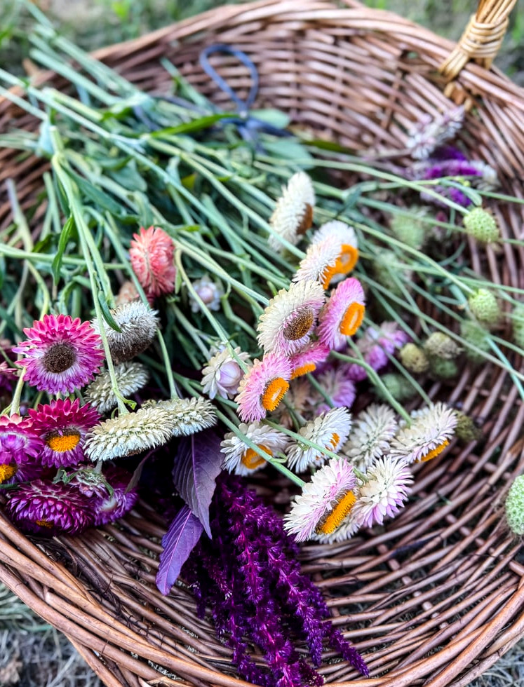 a wicker flower basket filled with strawflowers