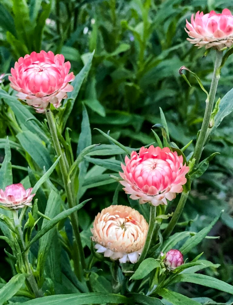 strawflowers in a cut flower garden