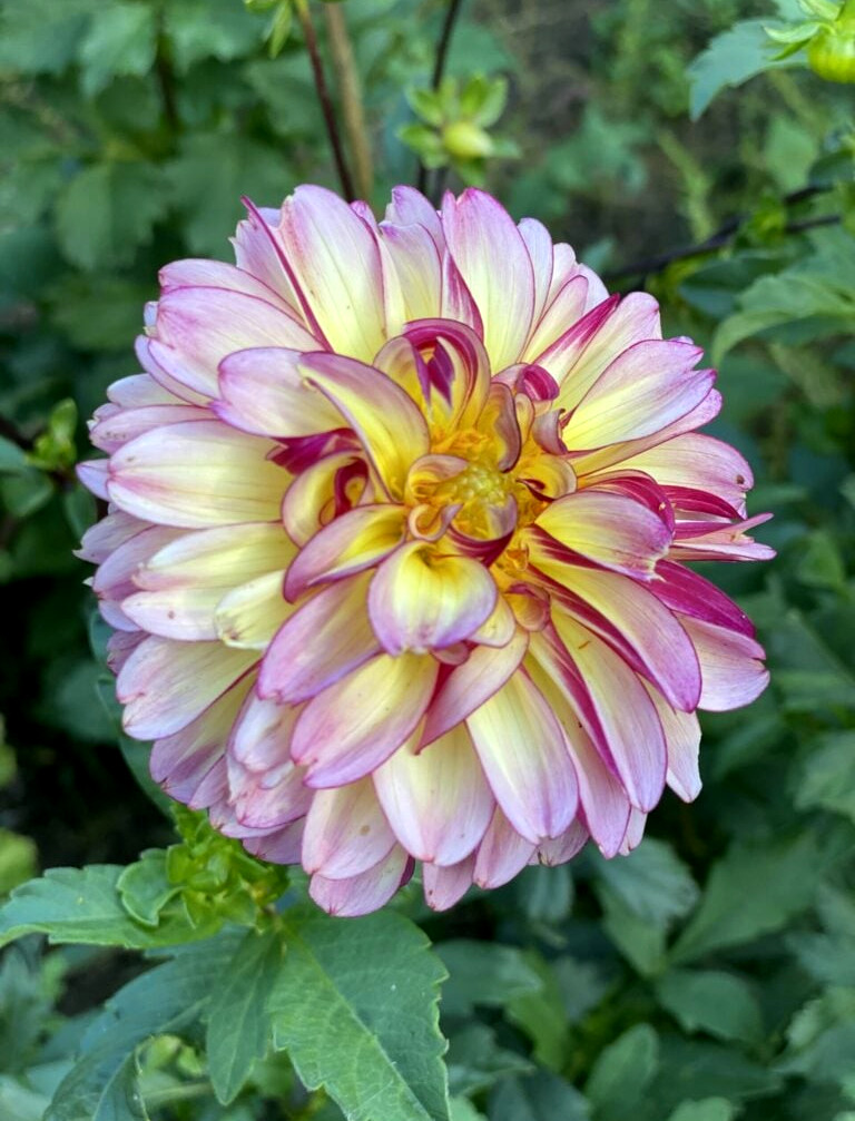 pink dahlia blooming