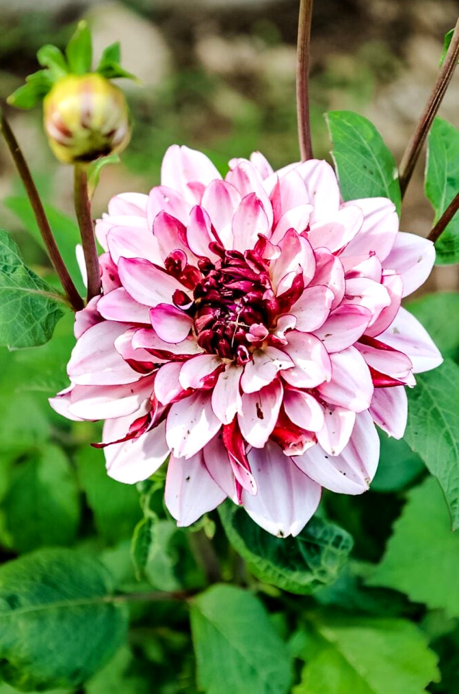 Dahlia