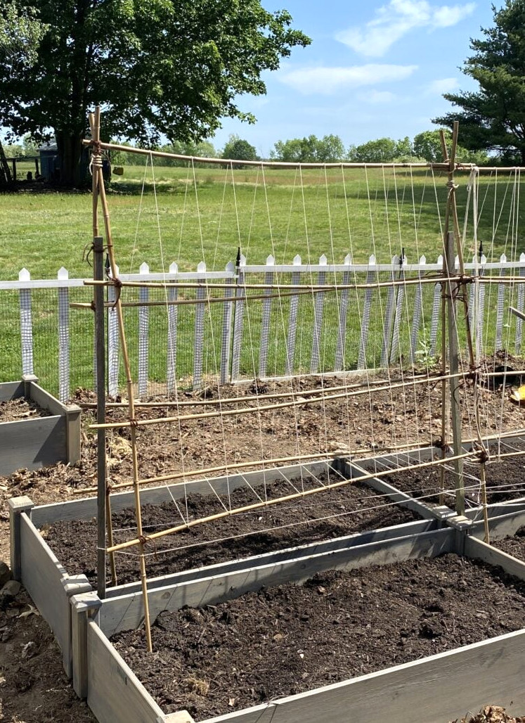 sweet pea trellis in garden