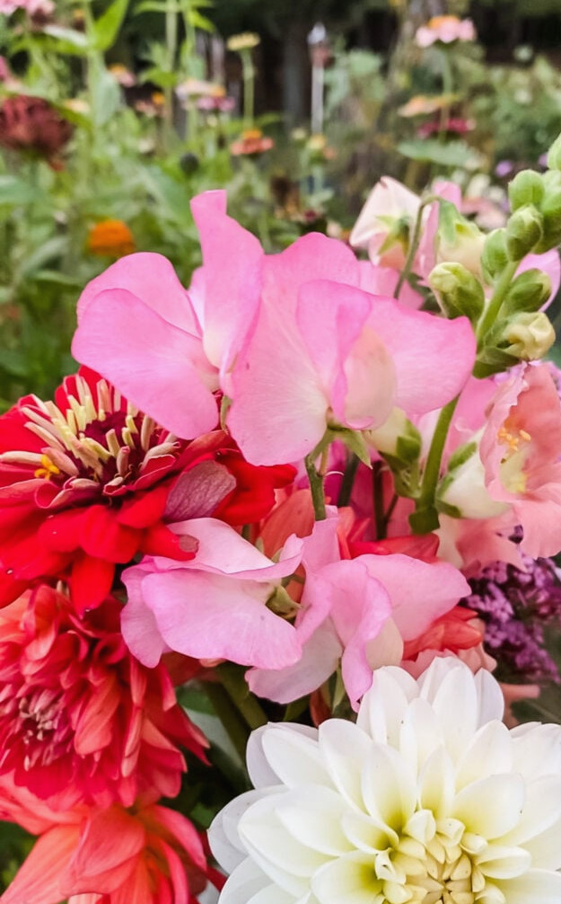 Cut Flowers