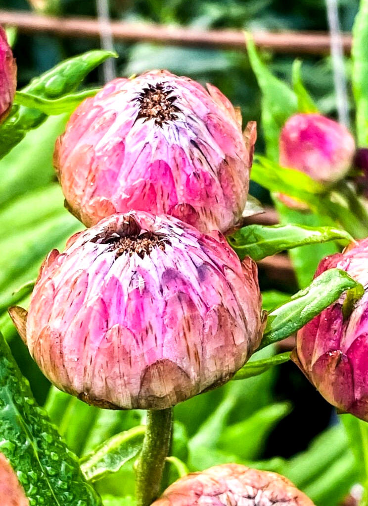 strawflowers about to bloom
