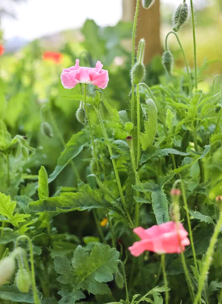 poppy flowers