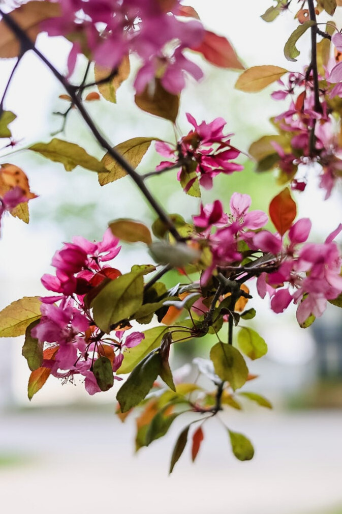flowering crab apple