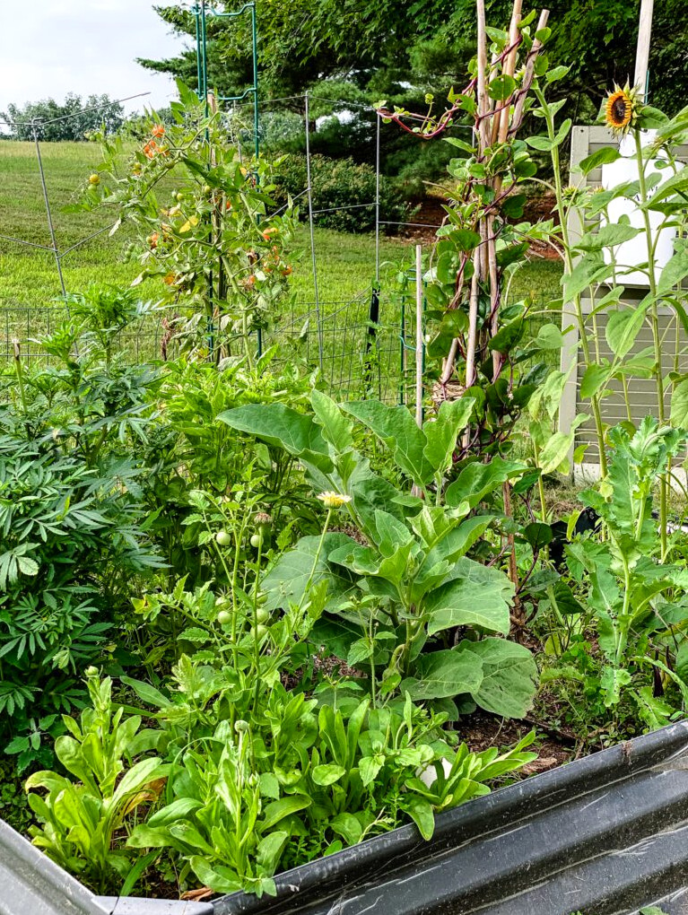 potager garden bed