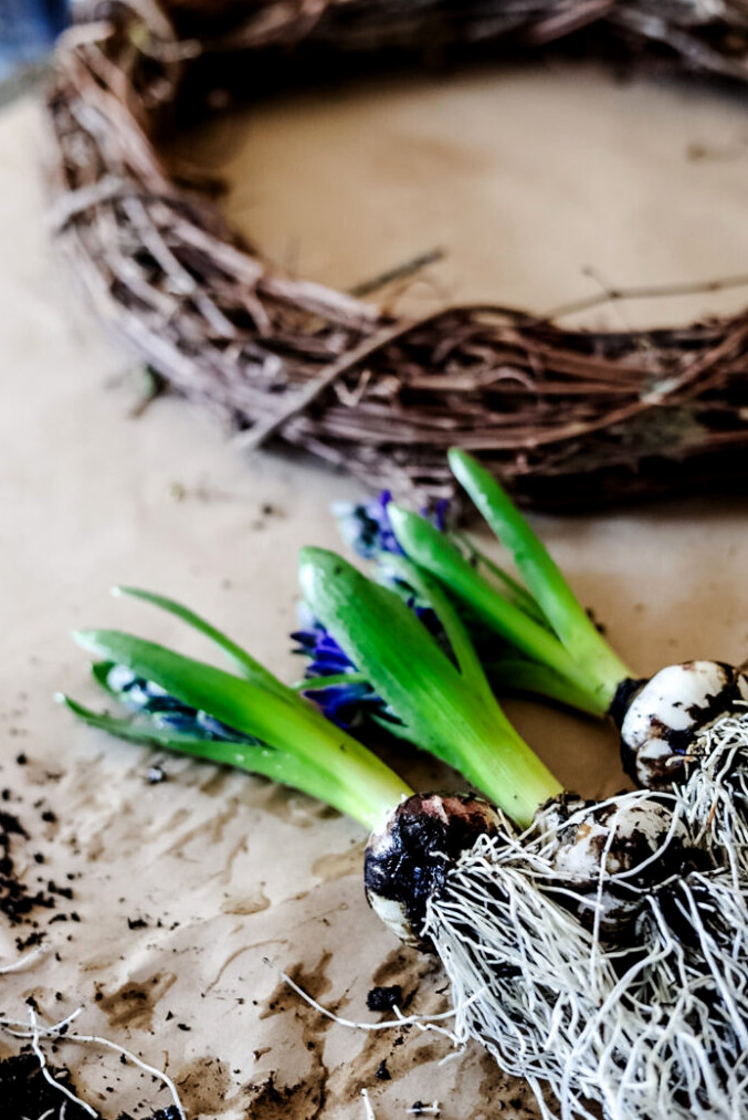 hyacinth bulbs